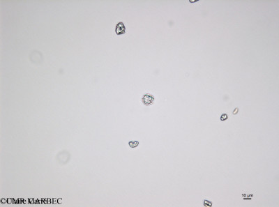 phyto/Bizerte/bizerte_bay/RISCO November 2015/Peridiniella danica (ancien Dino 4 -150417_001_ovl-2).tif(copy)_thumb.jpg